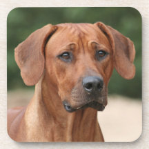 Rhodesian Ridgeback onderzetters