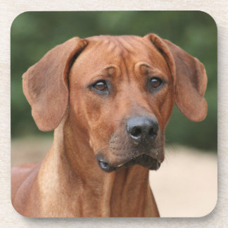 Rhodesian Ridgeback onderzetters Getränkeuntersetzer