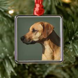Rhodesian Ridgeback Ornament Aus Metall