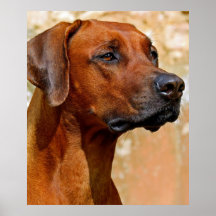 Rhodesian ridgeback