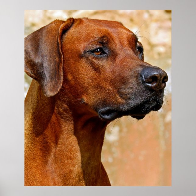 Rhodesian ridgeback poster (Vorne)