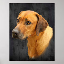 Rhodesian Ridgeback