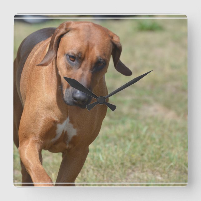 Rhodesian Ridgeback Prancing Quadratische Wanduhr (Vorderseite)