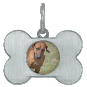 Rhodesian Ridgeback Prancing Tiermarke