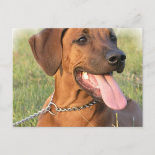 Rhodesian Ridgeback Rescue Postcard Postkarte