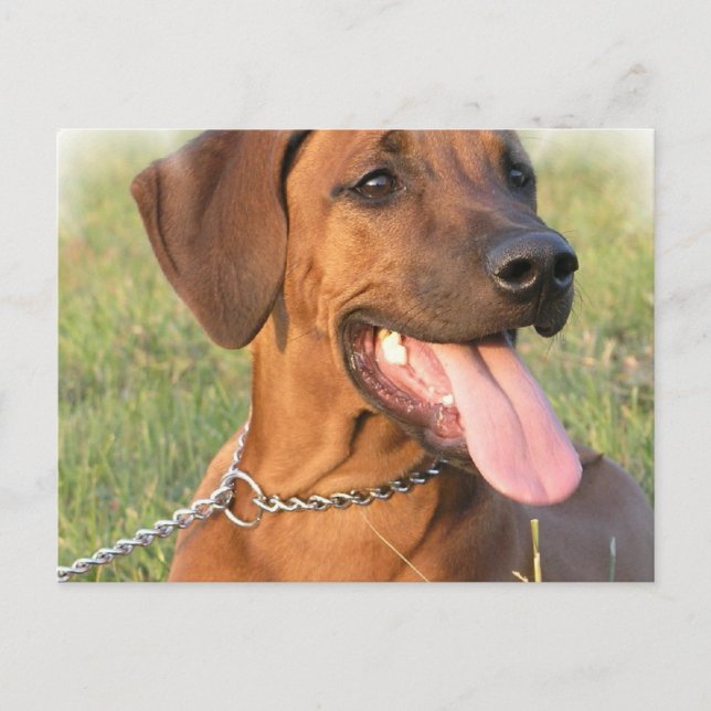 Rhodesian Ridgeback Rescue Postcard Postkarte (Vorderseite)