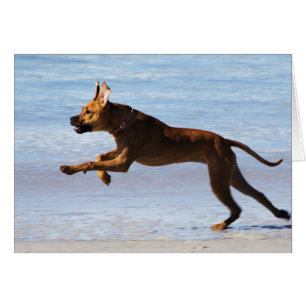 Rhodesian Ridgeback - saut