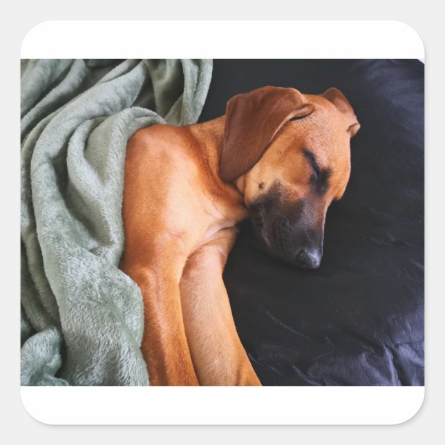 rhodesian-ridgeback-snuggy quadratischer aufkleber (Vorderseite)