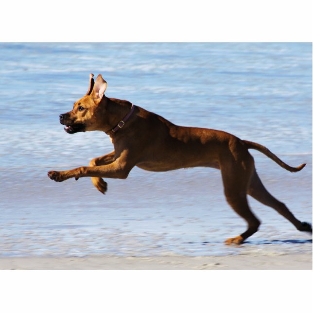 Rhodesian Ridgeback - Sprung Freistehende Fotoskulptur (Vorne)