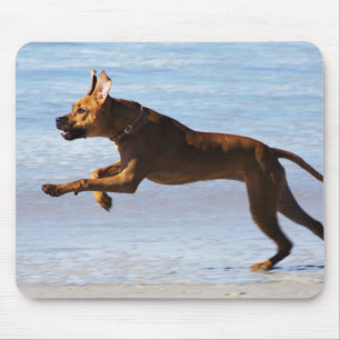 Rhodesian Ridgeback - Sprung Mousepad