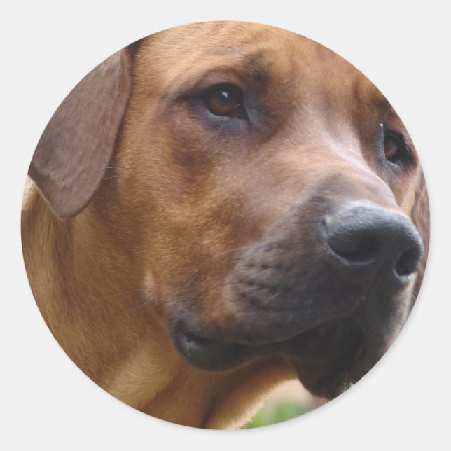 Rhodesian Ridgeback Stickers (Vorderseite)