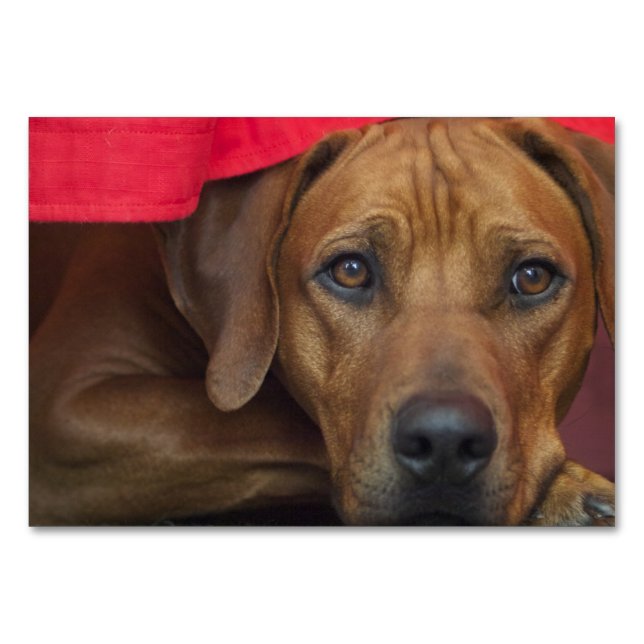Rhodesian-ridgeback Tischnummer (Vorderseite)