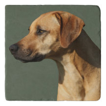 Rhodesian Ridgeback