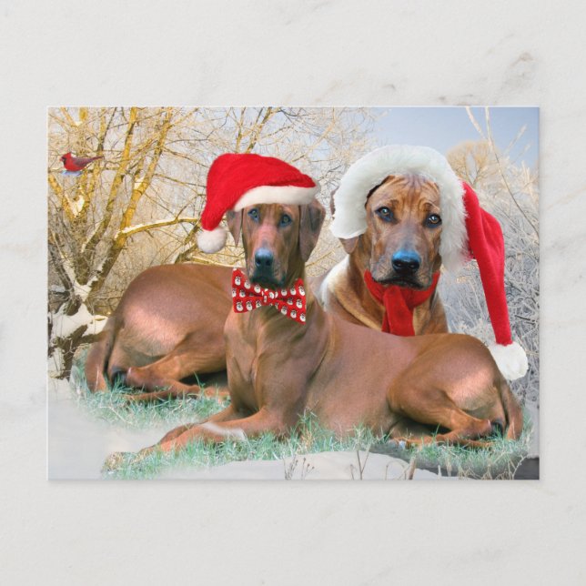 Rhodesian Ridgeback Weihnachtsgeschenke Feiertagspostkarte (Vorderseite)
