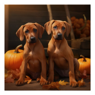 Rhodesian Ridgeback Welpe Herbstfreude Kürbis Poster