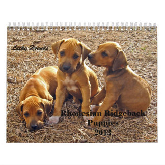 Rhodesian Ridgeback Welpen 2013 Kalender