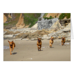 Rhodesian Ridgebacks Betrieb