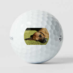 Rhodesier liegt flach golfball