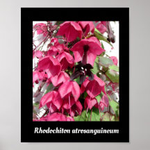 Rhodochiton atrosanguineum