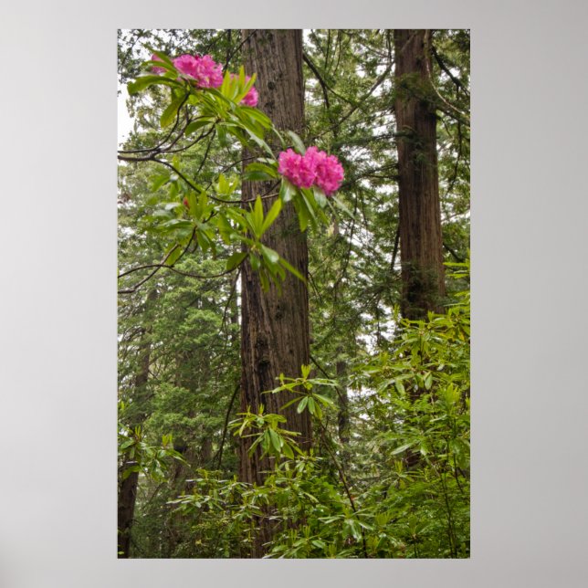 Rhododendren blühen mit Coast Redwood Trees Poster (Vorne)
