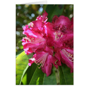 Rhododendren-Karte