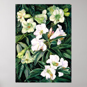 Rhododendren Poster