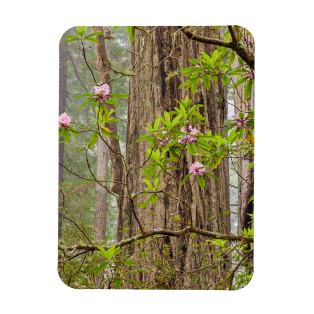 Rhododendren | Redwoods Staat Park, CA Magnet (Vertikal)