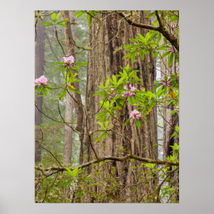 Rhododendren Redwoods Staat Park, CA Poster