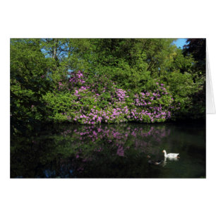 Rhododendren, Roath Park Lake, Cardiff