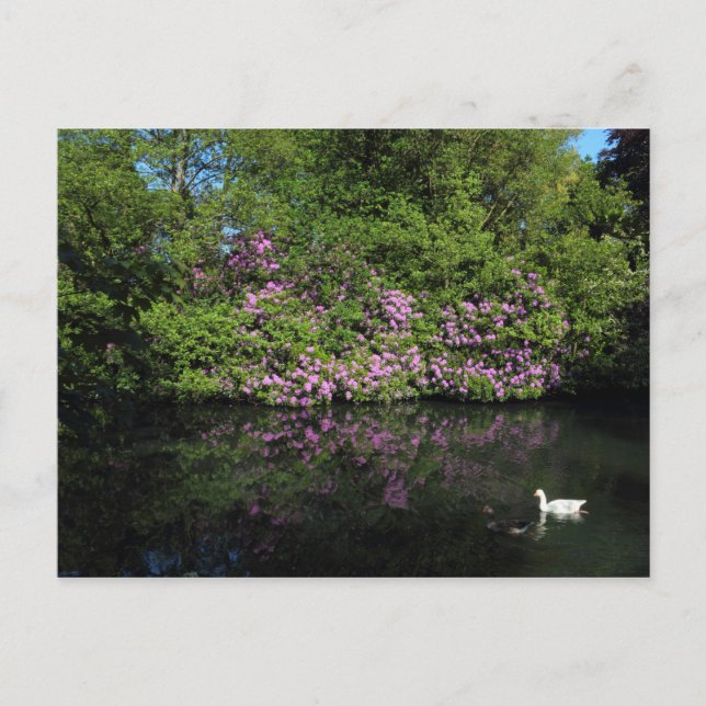 Rhododendren, Roath Park Lake, Cardiff Postkarte (Vorderseite)