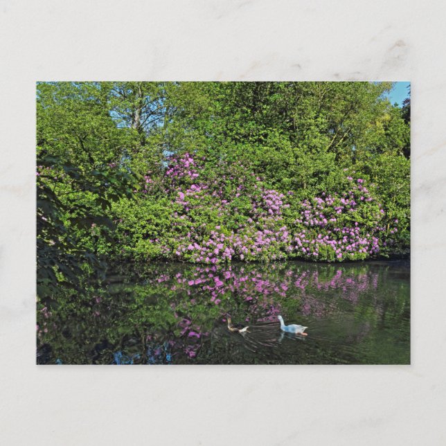 Rhododendren und Gänse. Roath Park Lake, Cardiff Postkarte (Vorderseite)