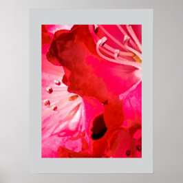              Rhododendron 	BLOOM Poster