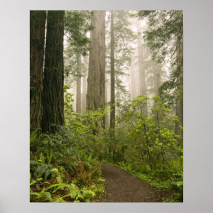 Rhododendron blühend unter den Küstenmammutbäumen  Poster