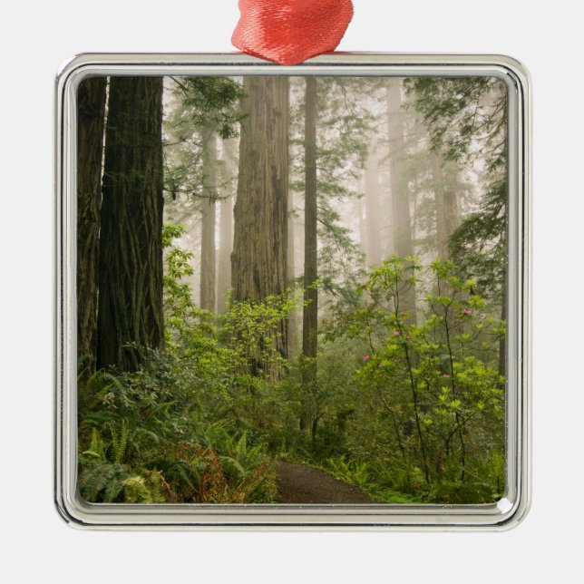 Rhododendron blüht unter den Redwood-Küstengebiete Silbernes Ornament (Vorne)