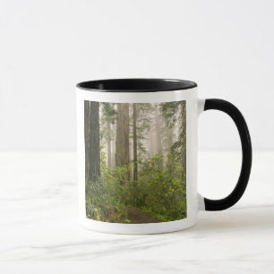 Rhododendron blüht unter den Redwood-Küstengebiete Tasse