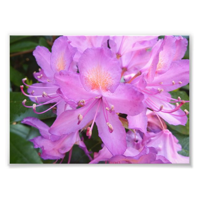 Rhododendron Blume Foto drucken (Vorne)