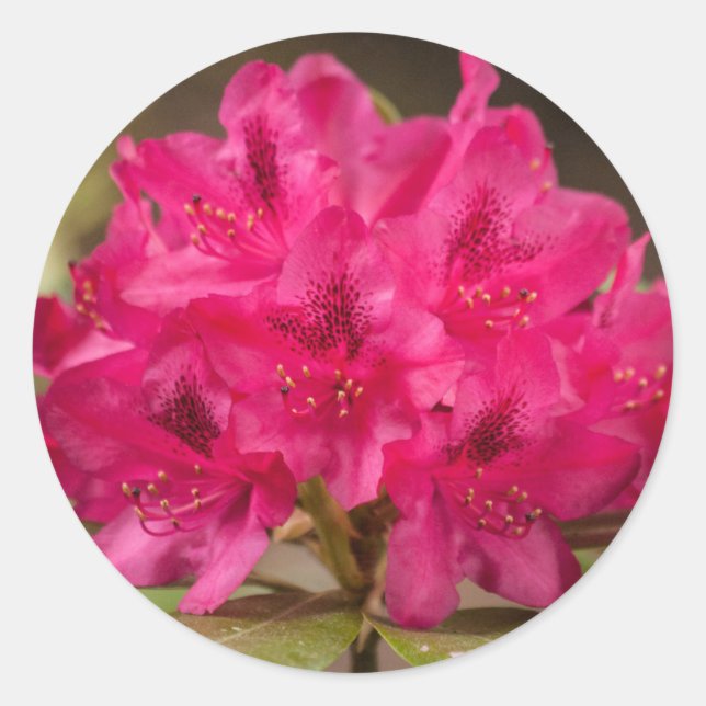 Rhododendron-Blume für Hot Pink Runder Aufkleber (Vorderseite)
