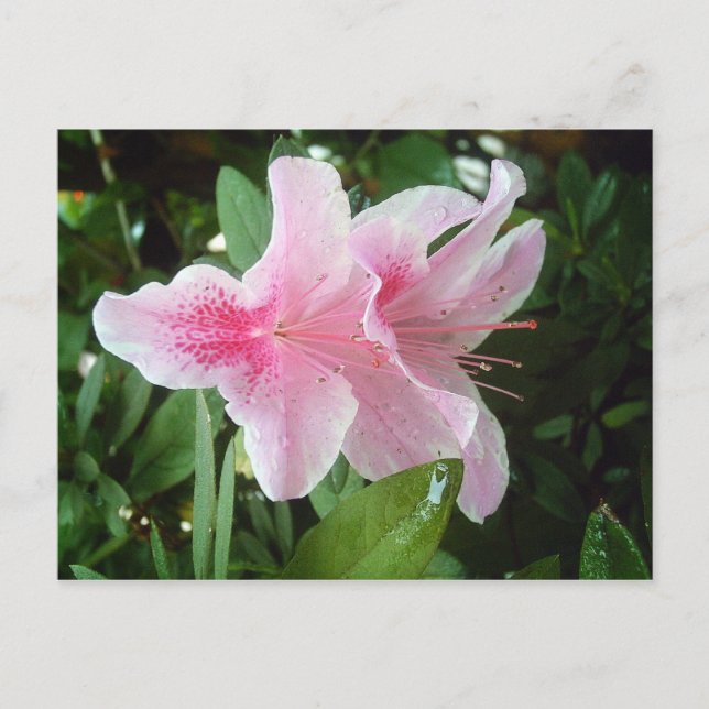Rhododendron-Blume Postkarte (Vorderseite)
