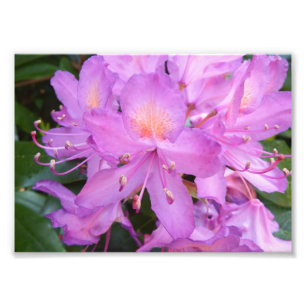 Rhododendron-Blumen-Foto-Druck Fotodruck