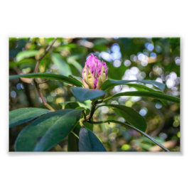 Rhododendron-Blütenknospe Fotodruck