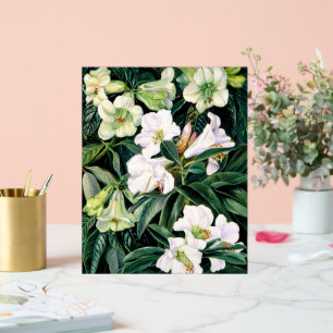 Rhododendron de l'Inde du Nord