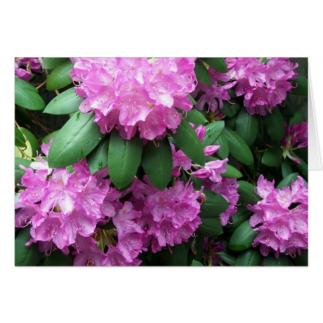 Rhododendron-Garten (Vorderseite (Horizontal))