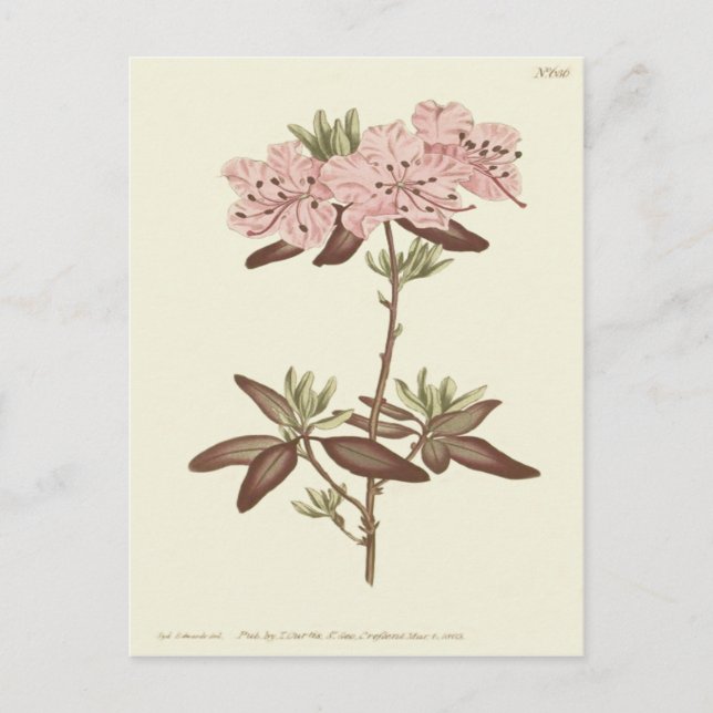 Rhododendron-Illustration Postkarte (Vorderseite)