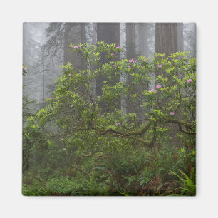 Rhododendron im Redwood National Park Kalifornien Magnet