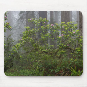 Rhododendron im Redwood National Park Kalifornien Mousepad
