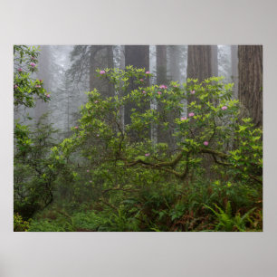 Rhododendron im Redwood National Park Kalifornien Poster