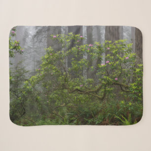 Rhododendron im Redwood National Park Kalifornien Sherpadecke