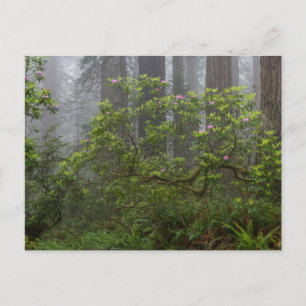 Rhododendron in Redwood National Park California Postkarte