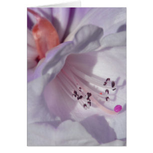 Rhododendron in weiß und magenta