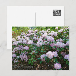 Rhododendron "Joyful Day" Postkarte